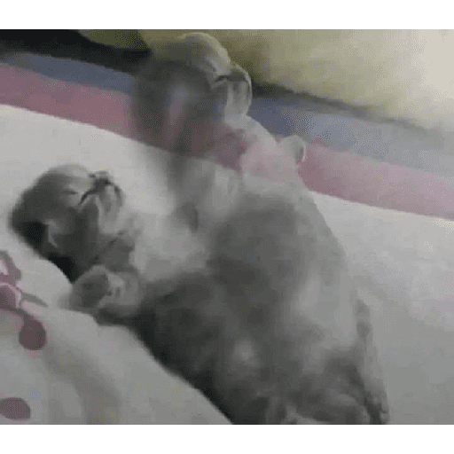 Paket kucing 23