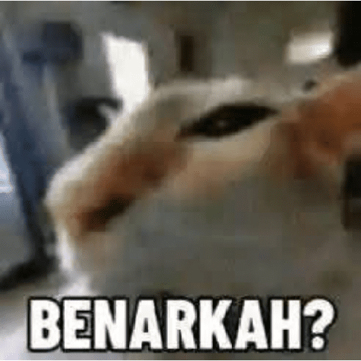 Paket kucing 28