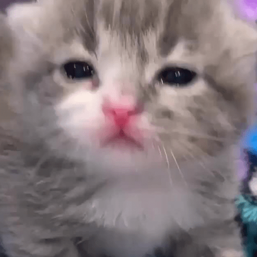 Mishi iii