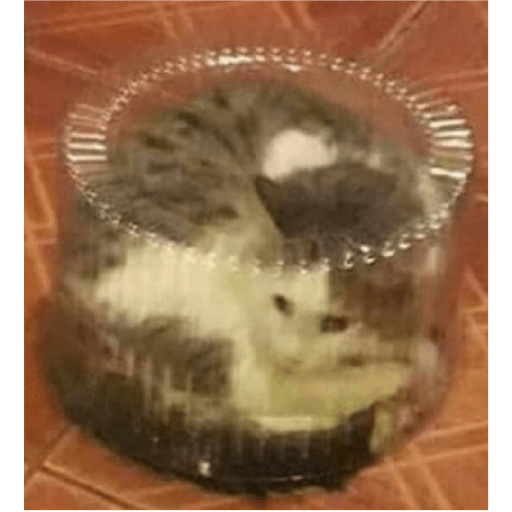 Newcats