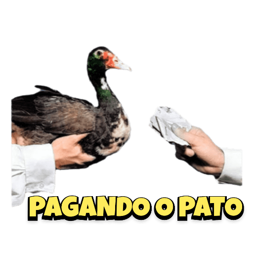 Panda e outros memes 10