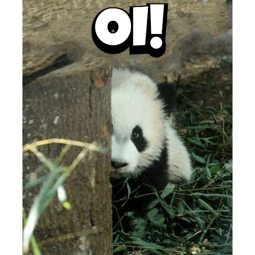 Panda e outros memes 2