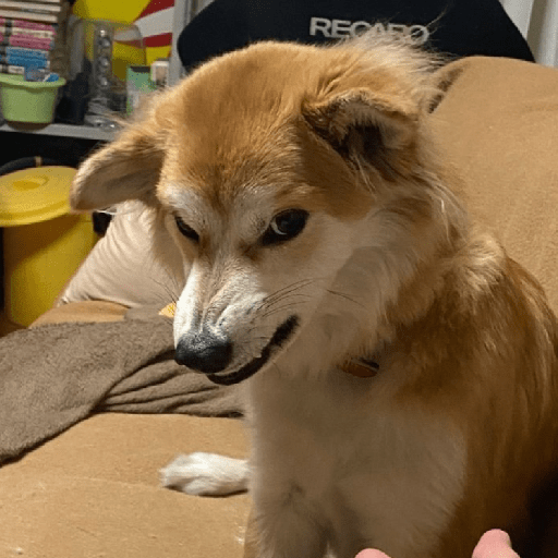 Animal reactions (Gus) 10