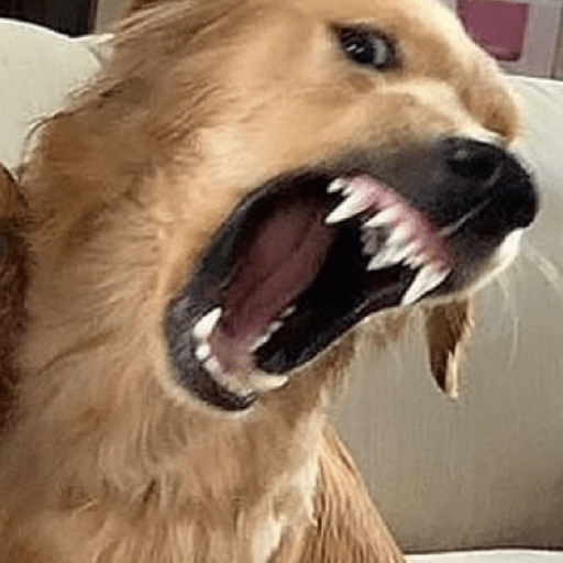 Animal reactions (Gus) 9