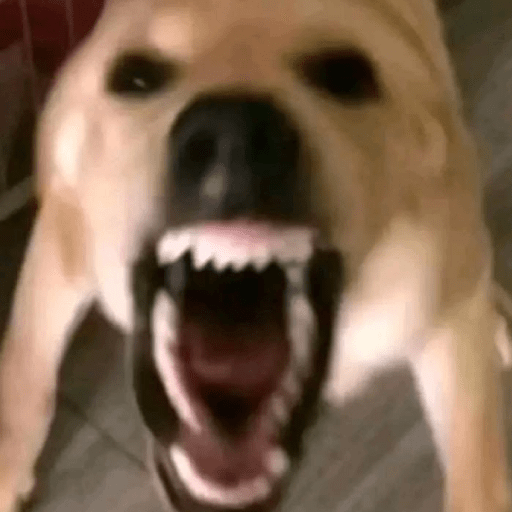 Animal reactions (Gus) 8