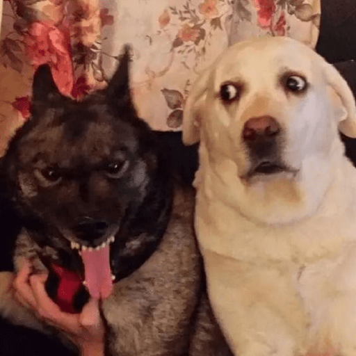Animal reactions (Gus) 7
