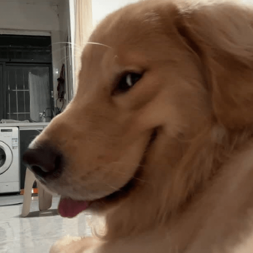 Animal reactions (Gus) 6