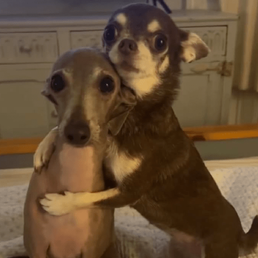 Animal reactions (Gus) 5