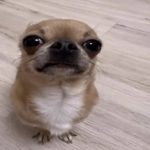 Animal reactions (Gus) 4