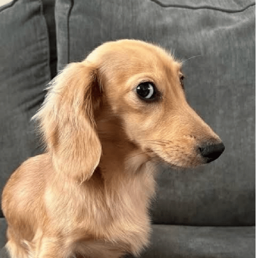 Animal reactions (Gus) 3