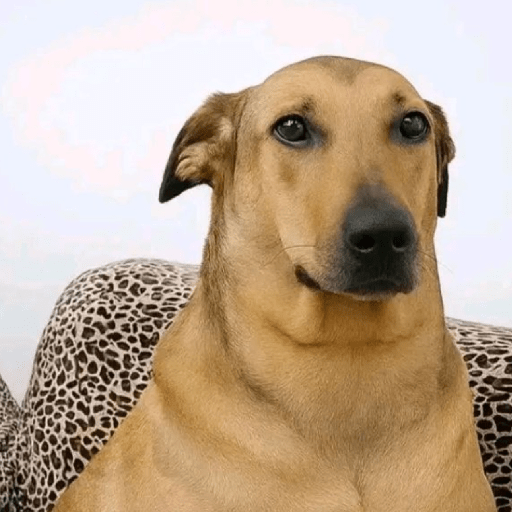 Animal reactions (Gus) 2