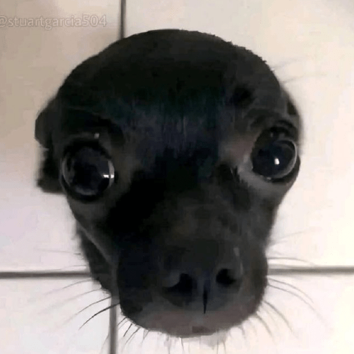 Animal reactions (Gus) 1