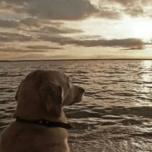 Animal reactions (Gus) 15
