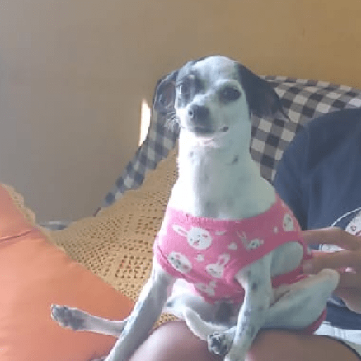 Animal reactions (Gus) 29