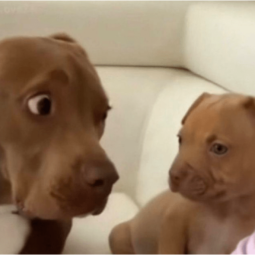 Animal reactions (Gus) 16