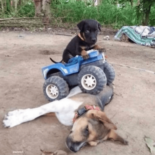Animal reactions (Gus) 17