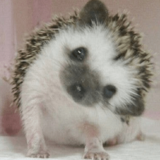 Animal reactions (Gus) 20