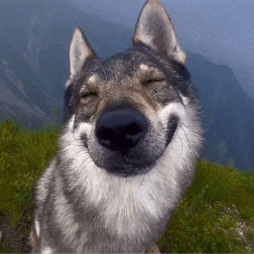 Animal reactions (Gus) 11
