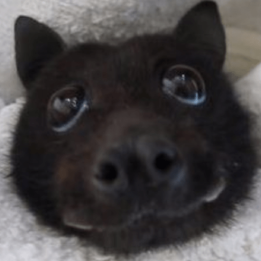 Animal reactions (Gus) 12