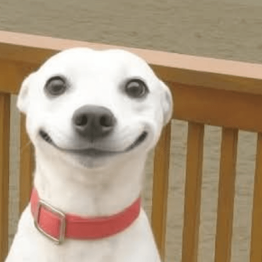 Animal reactions (Gus) 13