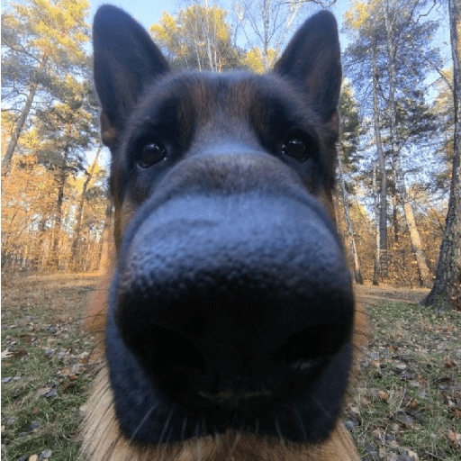 Animal reactions (Gus) 14