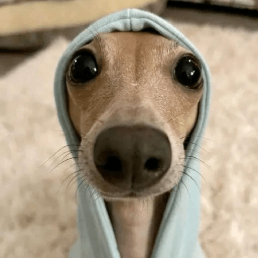 Animal reactions (Gus) 25
