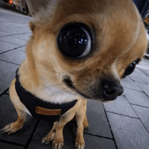 Animal reactions (Gus) 26