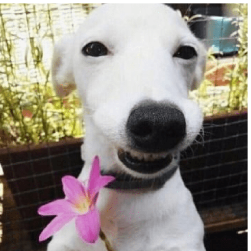 Animal reactions (Gus) 27