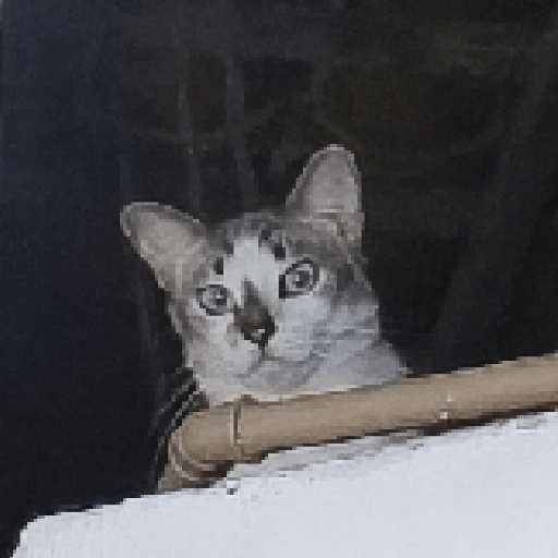 Animal reactions (Gus) 28