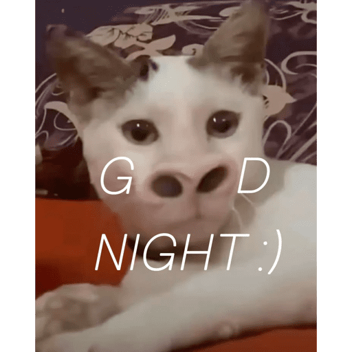 Meme Kucing Imut #5 6