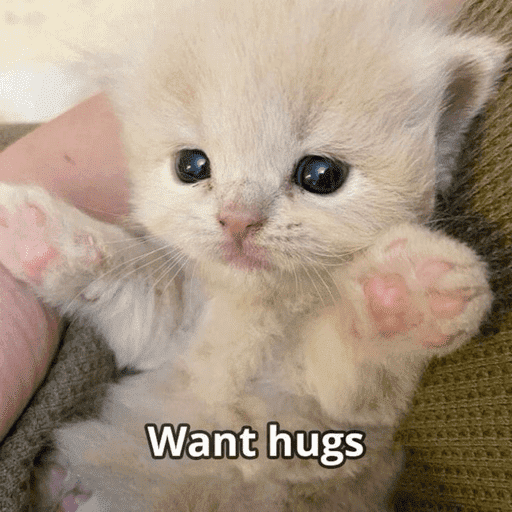 Meme Kucing Imut #5 4