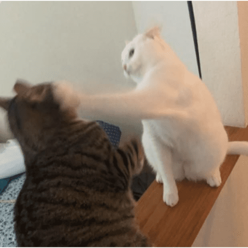Meme Kucing Imut #5 7