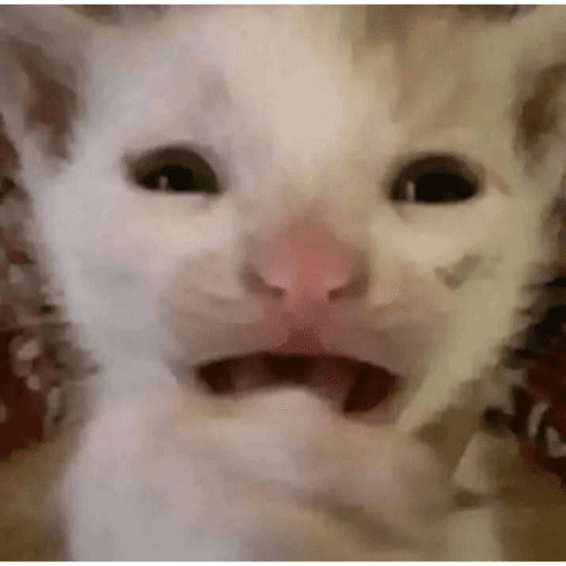 Meme Kucing Imut #5 3