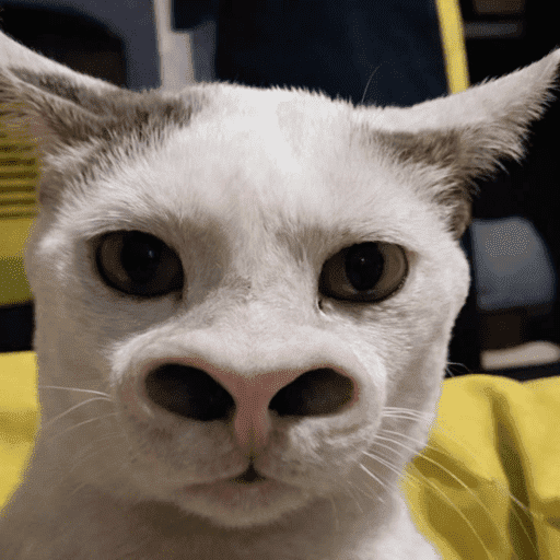 Meme Kucing Imut #5 1
