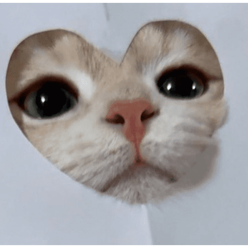 Meme Kucing Imut #5 5