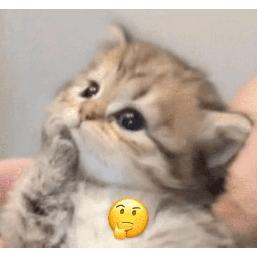 Meme Kucing Imut #5 11