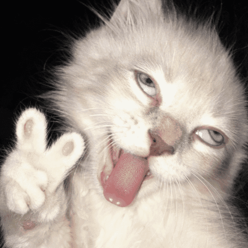 Kucing Plenger 😸🤪
