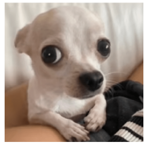 Animales  4
