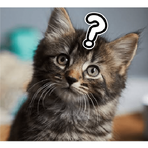 Kucing lucu 2 by 22