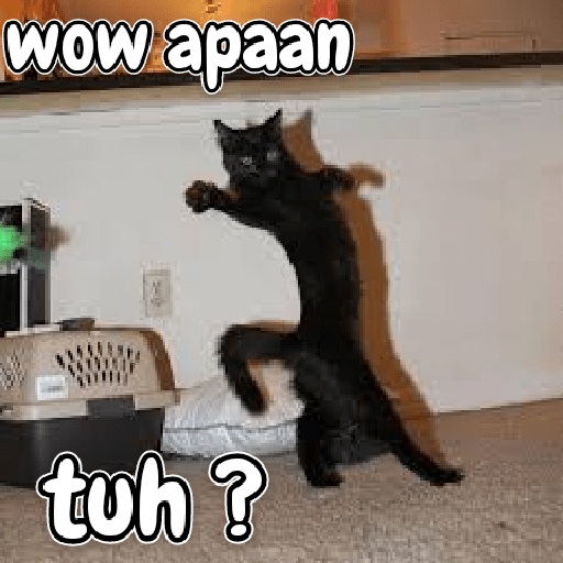 Kucing lucu 2 by 25