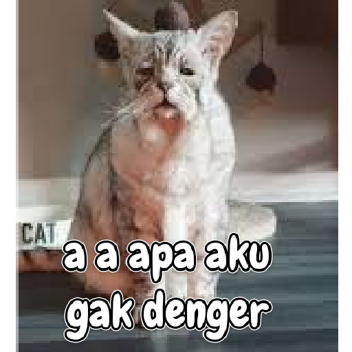 Kucing lucu 2 by 3
