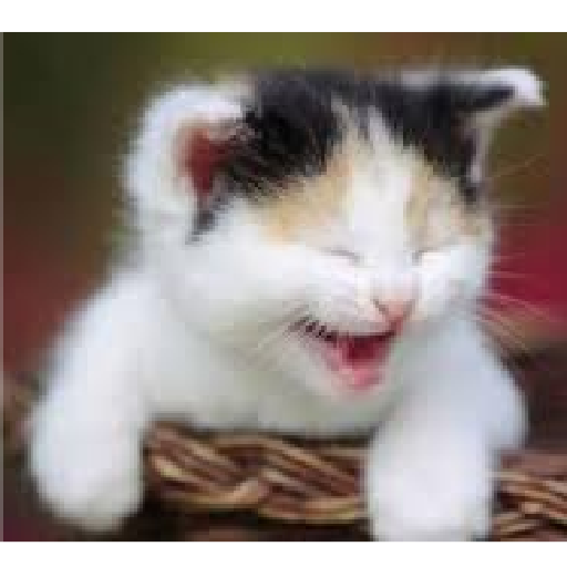 Kucing lucu 2 by 23