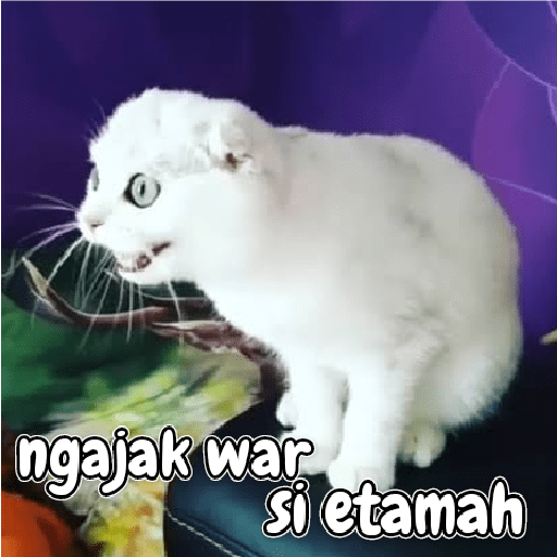 Kucing lucu 2 by 26