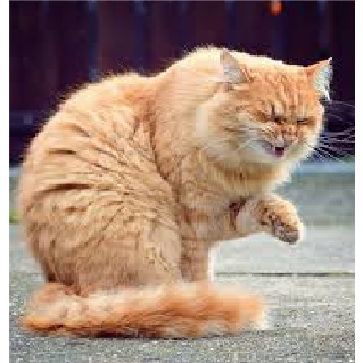 Kucing lucu 2 by 5