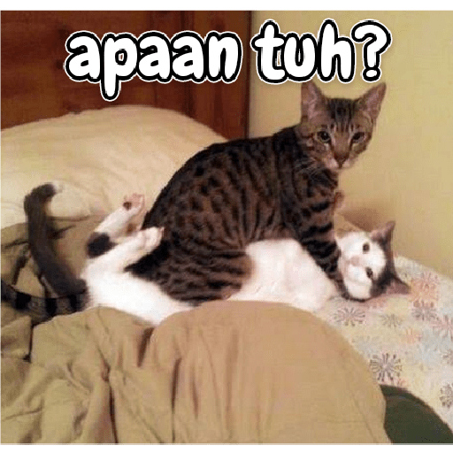 Kucing lucu 2 by 10