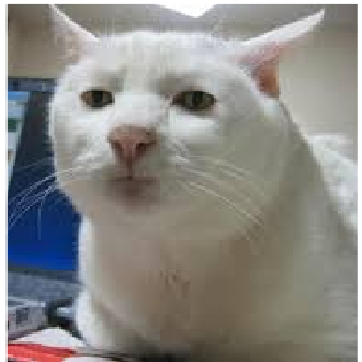 Kucing lucu 2 by 1
