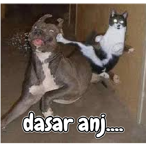 Kucing lucu 2 by 29