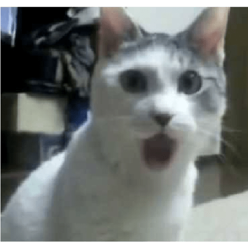 Kucing lucu 2 by 7