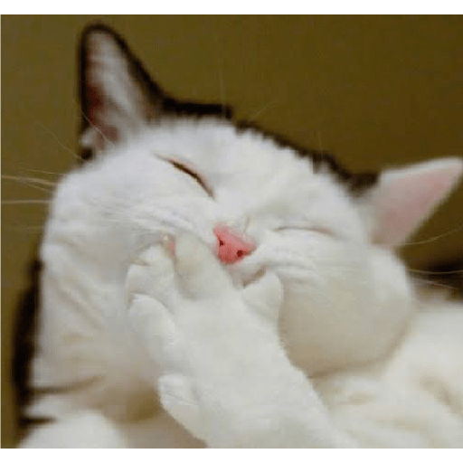 Kucing lucu 2 by 6