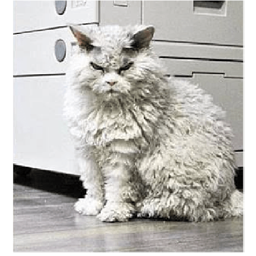 Kucing lucu 2 by 19